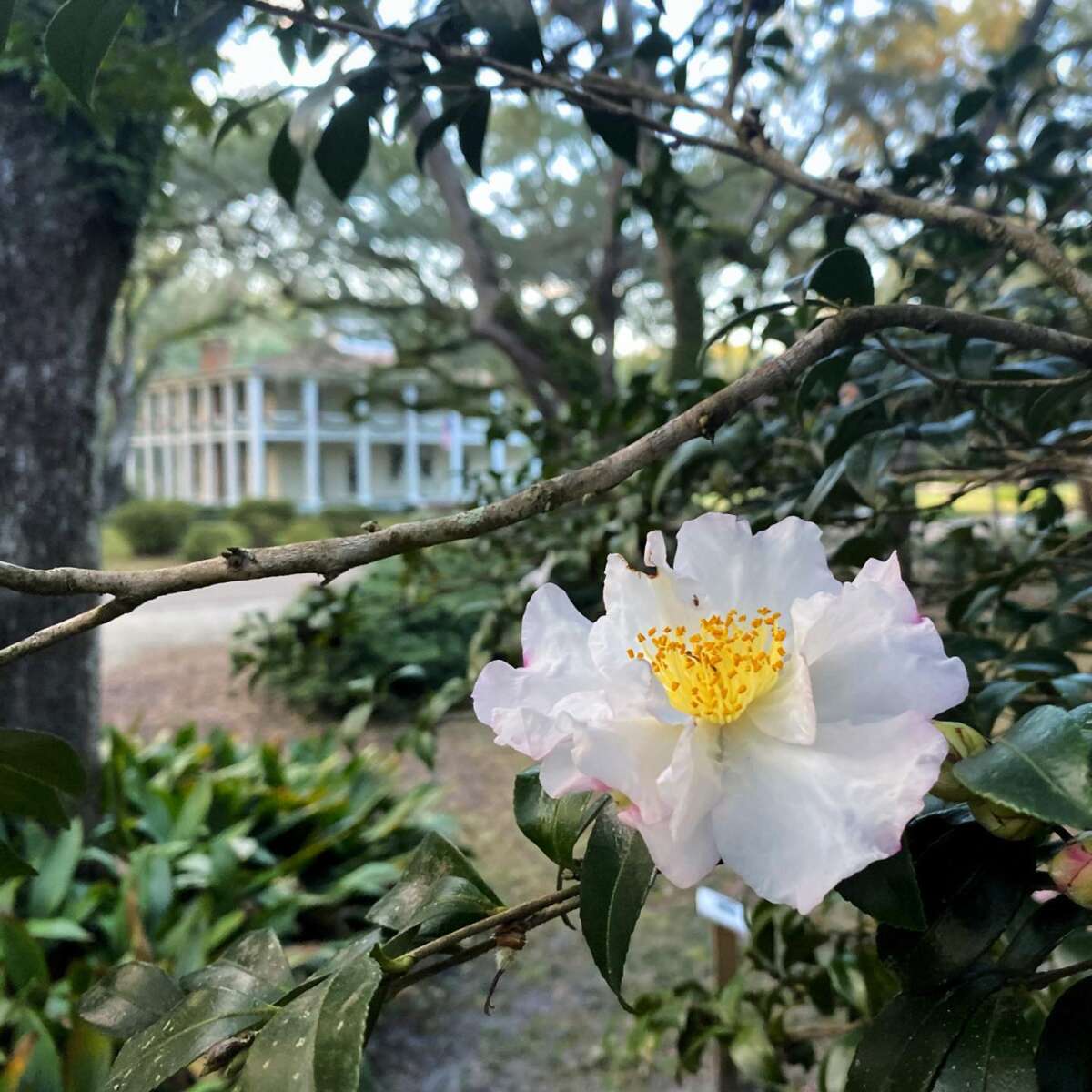 Eden Gardens State Park Santa Rosa Beach Florida