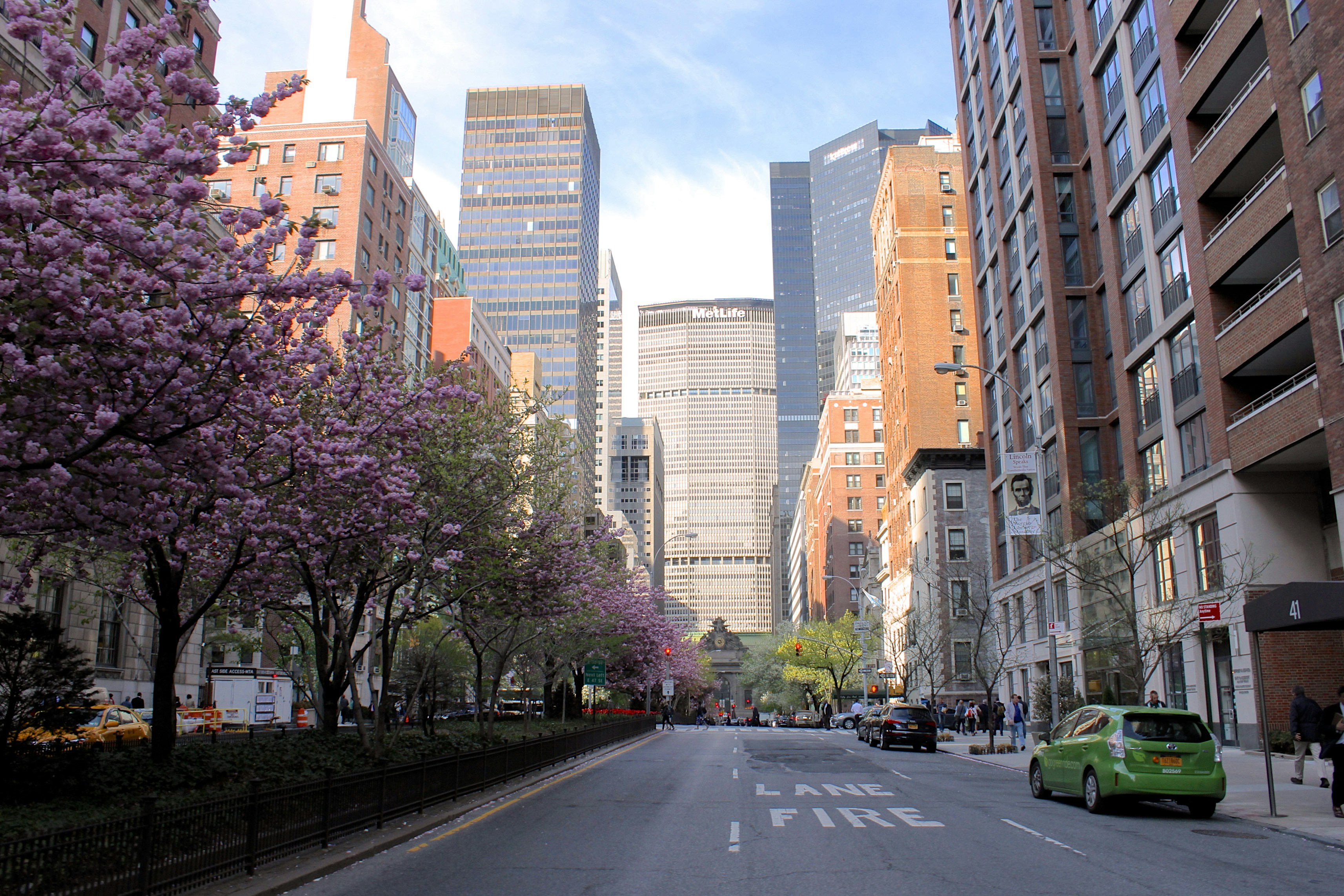 Tree Blossom along Park Avenue in New York City